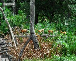 Malaysia - Borneo - Labuk Bay - Proboscis Monkey Sanctuary