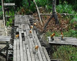 Malaysia - Borneo - Labuk Bay - Proboscis Monkey Sanctuary
