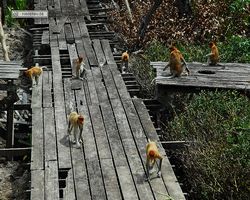 Malaysia - Borneo - Labuk Bay - Proboscis Monkey Sanctuary