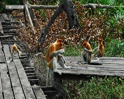 Malaysia - Borneo - Labuk Bay - Proboscis Monkey Sanctuary