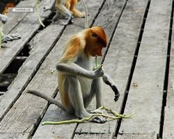 Malaysia - Borneo - Labuk Bay - Proboscis Monkey Sanctuary