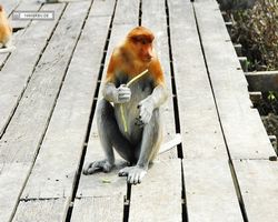 Malaysia - Borneo - Labuk Bay - Proboscis Monkey Sanctuary