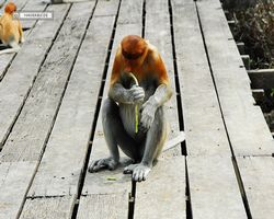 Malaysia - Borneo - Labuk Bay - Proboscis Monkey Sanctuary