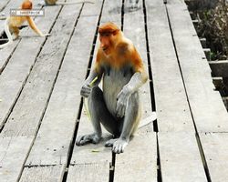 Malaysia - Borneo - Labuk Bay - Proboscis Monkey Sanctuary