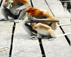 Malaysia - Borneo - Labuk Bay - Proboscis Monkey Sanctuary
