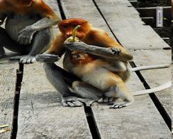 Malaysia - Borneo - Labuk Bay - Proboscis Monkey Sanctuary