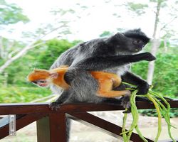 Malaysia - Borneo - Labuk Bay - Proboscis Monkey Sanctuary