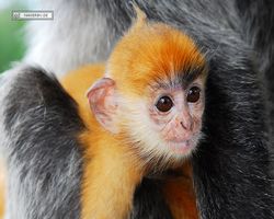 Malaysia - Borneo - Labuk Bay - Proboscis Monkey Sanctuary