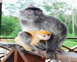 Malaysia - Borneo - Labuk Bay - Proboscis Monkey Sanctuary