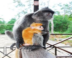 Malaysia - Borneo - Labuk Bay - Proboscis Monkey Sanctuary