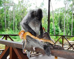 Malaysia - Borneo - Labuk Bay - Proboscis Monkey Sanctuary