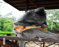Malaysia - Borneo - Labuk Bay - Proboscis Monkey Sanctuary
