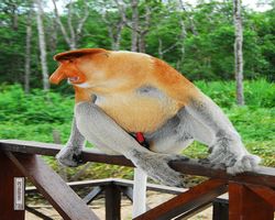 Malaysia - Borneo - Labuk Bay - Proboscis Monkey Sanctuary