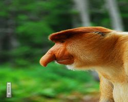 Malaysia - Borneo - Labuk Bay - Proboscis Monkey Sanctuary