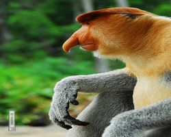 Malaysia - Borneo - Labuk Bay - Proboscis Monkey Sanctuary