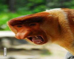 Malaysia - Borneo - Labuk Bay - Proboscis Monkey Sanctuary