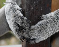 Malaysia - Borneo - Labuk Bay - Proboscis Monkey Sanctuary