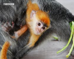 Malaysia - Borneo - Labuk Bay - Proboscis Monkey Sanctuary