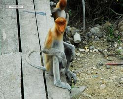 Malaysia - Borneo - Labuk Bay - Proboscis Monkey Sanctuary