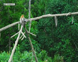 Malaysia - Borneo - Labuk Bay - Proboscis Monkey Sanctuary