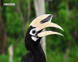 Malaysia - Borneo - Labuk Bay - Proboscis Monkey Sanctuary