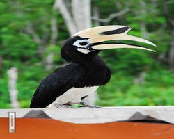 Malaysia - Borneo - Labuk Bay - Proboscis Monkey Sanctuary