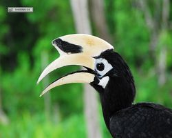 Malaysia - Borneo - Labuk Bay - Proboscis Monkey Sanctuary