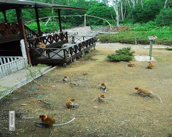 Malaysia - Borneo - Labuk Bay - Proboscis Monkey Sanctuary