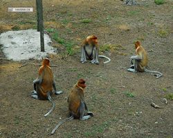 Malaysia - Borneo - Labuk Bay - Proboscis Monkey Sanctuary