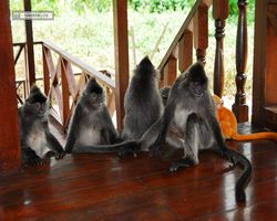 Malaysia - Borneo - Labuk Bay - Proboscis Monkey Sanctuary