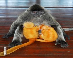 Malaysia - Borneo - Labuk Bay - Proboscis Monkey Sanctuary