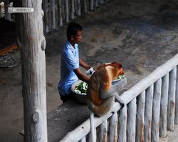 Malaysia - Borneo - Labuk Bay - Proboscis Monkey Sanctuary