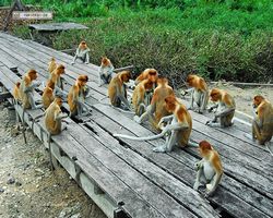 Malaysia - Borneo - Labuk Bay - Proboscis Monkey Sanctuary