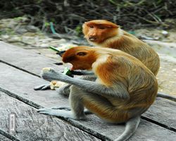 Malaysia - Borneo - Labuk Bay - Proboscis Monkey Sanctuary