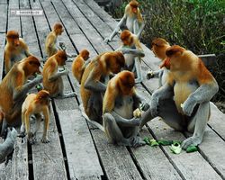 Malaysia - Borneo - Labuk Bay - Proboscis Monkey Sanctuary