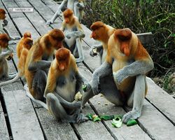 Malaysia - Borneo - Labuk Bay - Proboscis Monkey Sanctuary