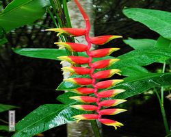 Malaysia - Borneo - Sandakan Rainforest Discovery Centre