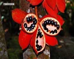 Malaysia - Borneo - Sandakan Rainforest Discovery Centre
