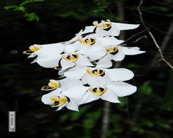 Malaysia - Borneo - Sandakan Rainforest Discovery Centre