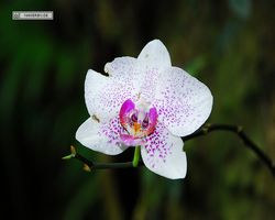 Malaysia - Borneo - Sandakan Rainforest Discovery Centre