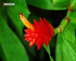 Malaysia - Borneo - Sandakan Rainforest Discovery Centre