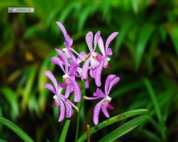 Malaysia - Borneo - Sandakan Rainforest Discovery Centre