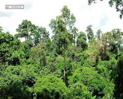 Malaysia - Borneo - Sandakan Rainforest Discovery Centre