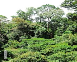 Malaysia - Borneo - Sandakan Rainforest Discovery Centre