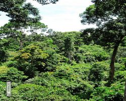 Malaysia - Borneo - Sandakan Rainforest Discovery Centre