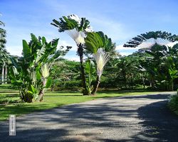 Malaysia - Borneo - Sepilok Nature Resort