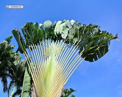 Malaysia - Borneo - Sepilok Nature Resort