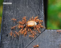 Malaysia - Borneo - Sepilok Nature Resort