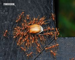 Malaysia - Borneo - Sepilok Nature Resort
