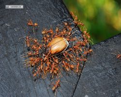Malaysia - Borneo - Sepilok Nature Resort